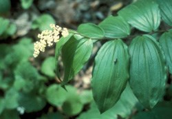 False Solomon's Seal Wildflower