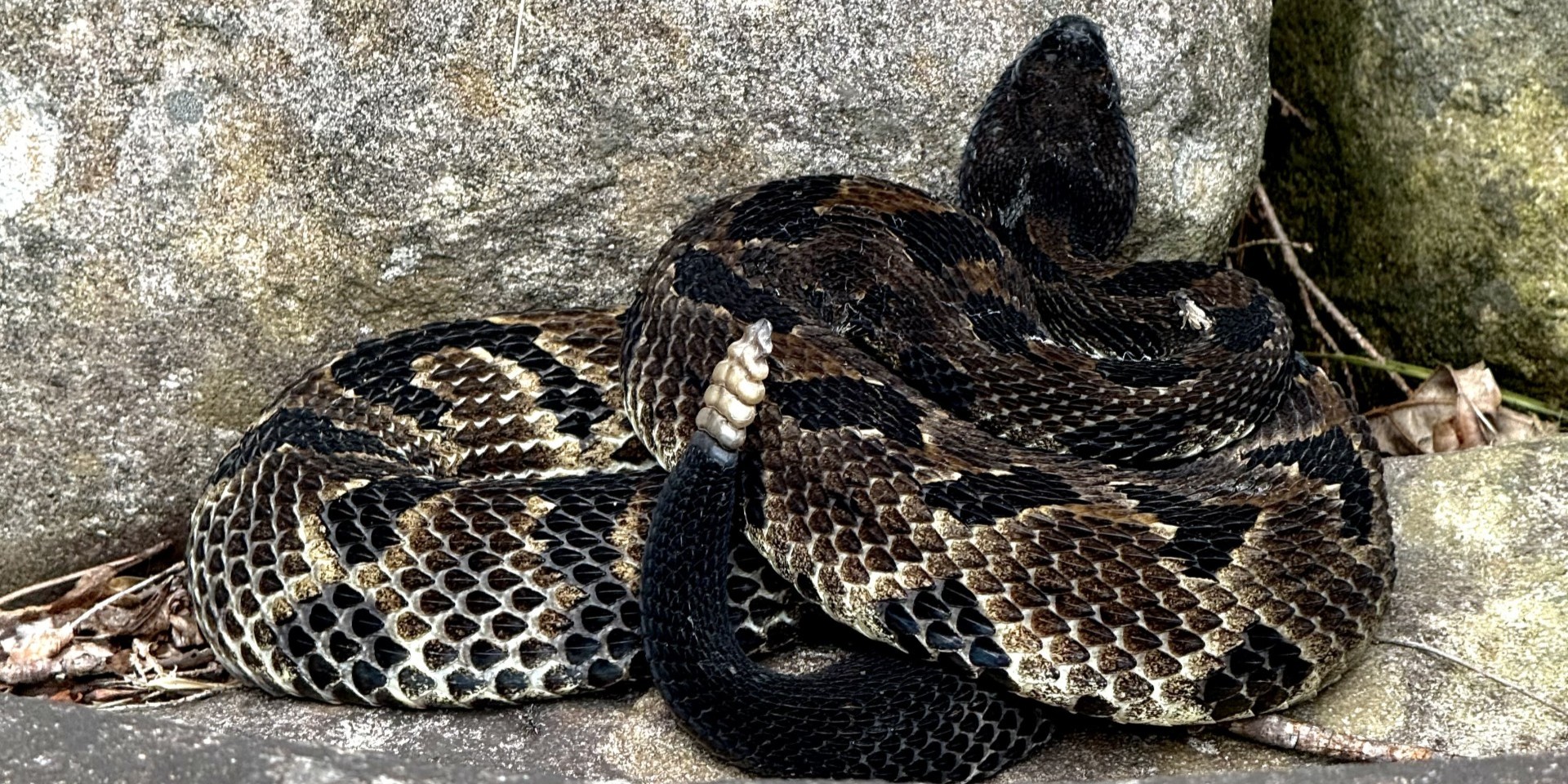 A rattlesnake on a rock.