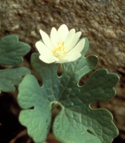 Bloodroot Wildflower