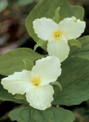 White trillium.