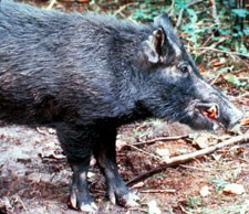 Non-native hogs cause extensive damage to the park's ecosystems. Non-native hogs cause extensive damage to the park's ecosystems.