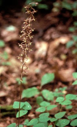 Crane-fly Orchid