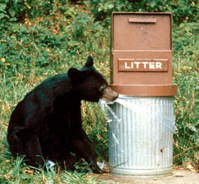 a bear cub bites the plastic trash can liner on a bear-proof garbage can