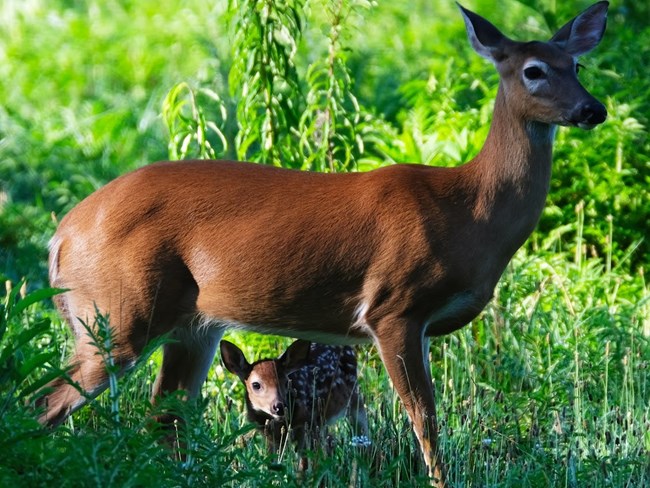 A doe and fawn in a grassy area.