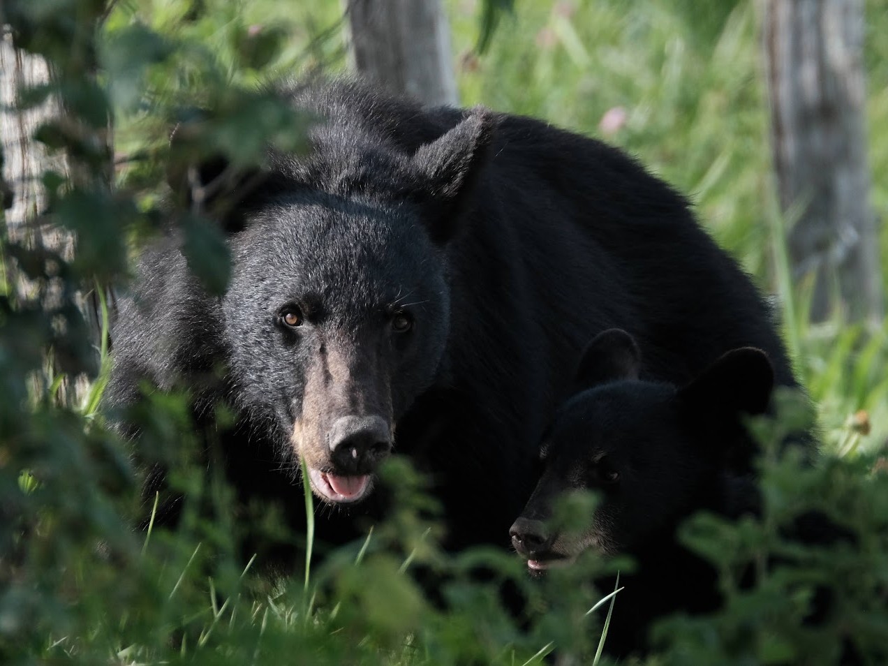 Mammals - Great Smoky Mountains National Park (U.S. National Park Service), image size:1272x954