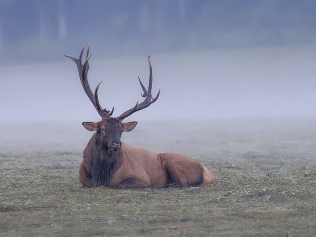An elk laying in a foggy field.