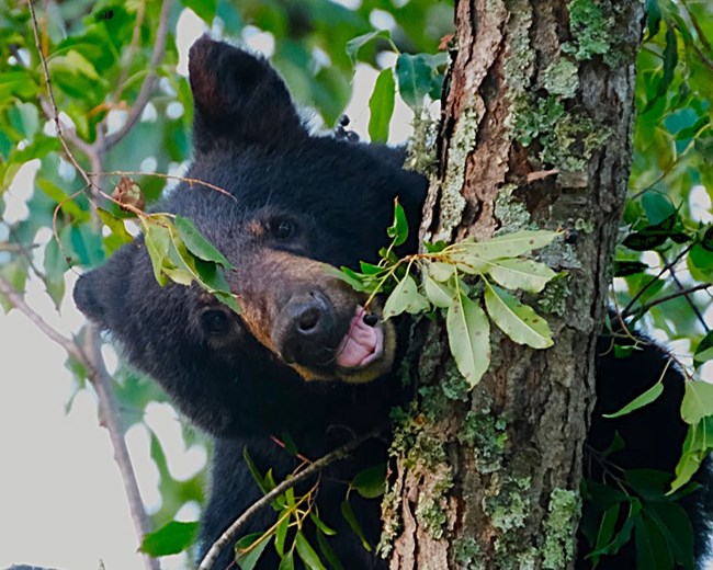 A black bear eatting cherries in a tree.