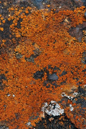 Acarospora sinoptica lichen growing on a rock face.