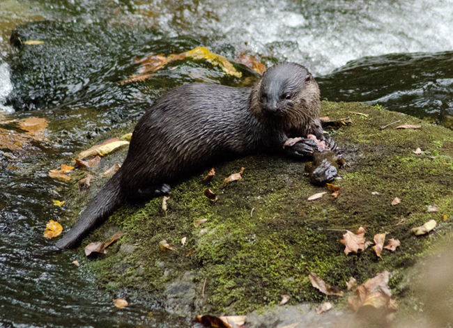 An adult River Otter sits on a rock in a stream eating a salamander