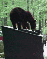 Bear on dumpster, Cades Cove.