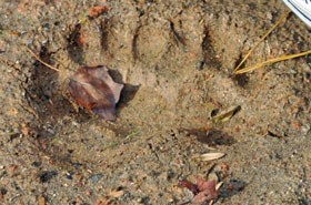 Bear tracks.