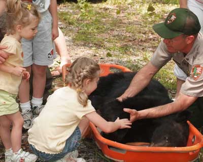 Bill Stiver shows captured bear to kids prior to work-up.