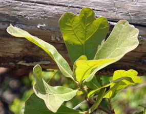 Blackjack oak.