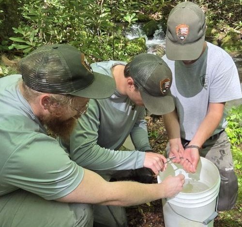 Three rangers take measurements of fish around a white bucket in the forest.