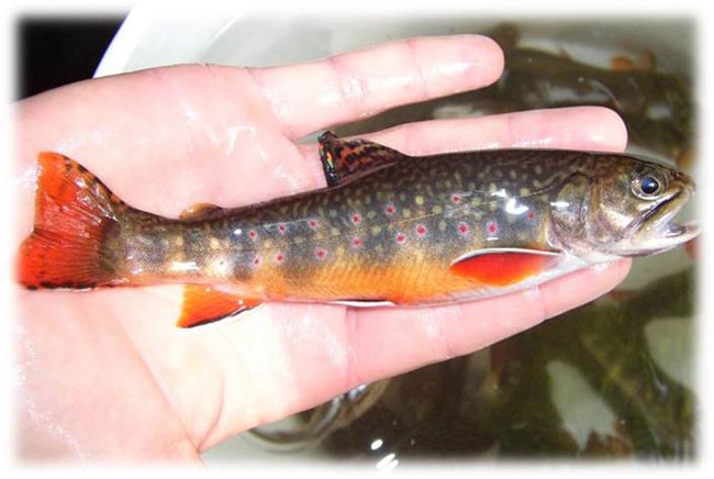 Hands holding a Brook trout.