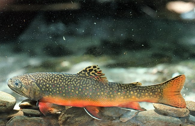 A brook trout on a rocky stream bottom.