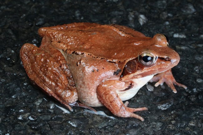 A wood frog sitting.