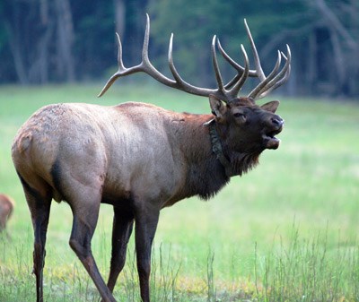 How Far Can Elk See