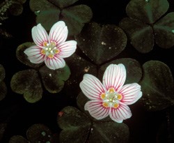 Wood Sorrel Wildflower