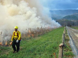 Controlled fire in Cades Cove.