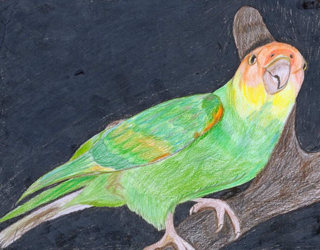 Carolina Parakeet by Kyle W, Robbinsville High School.