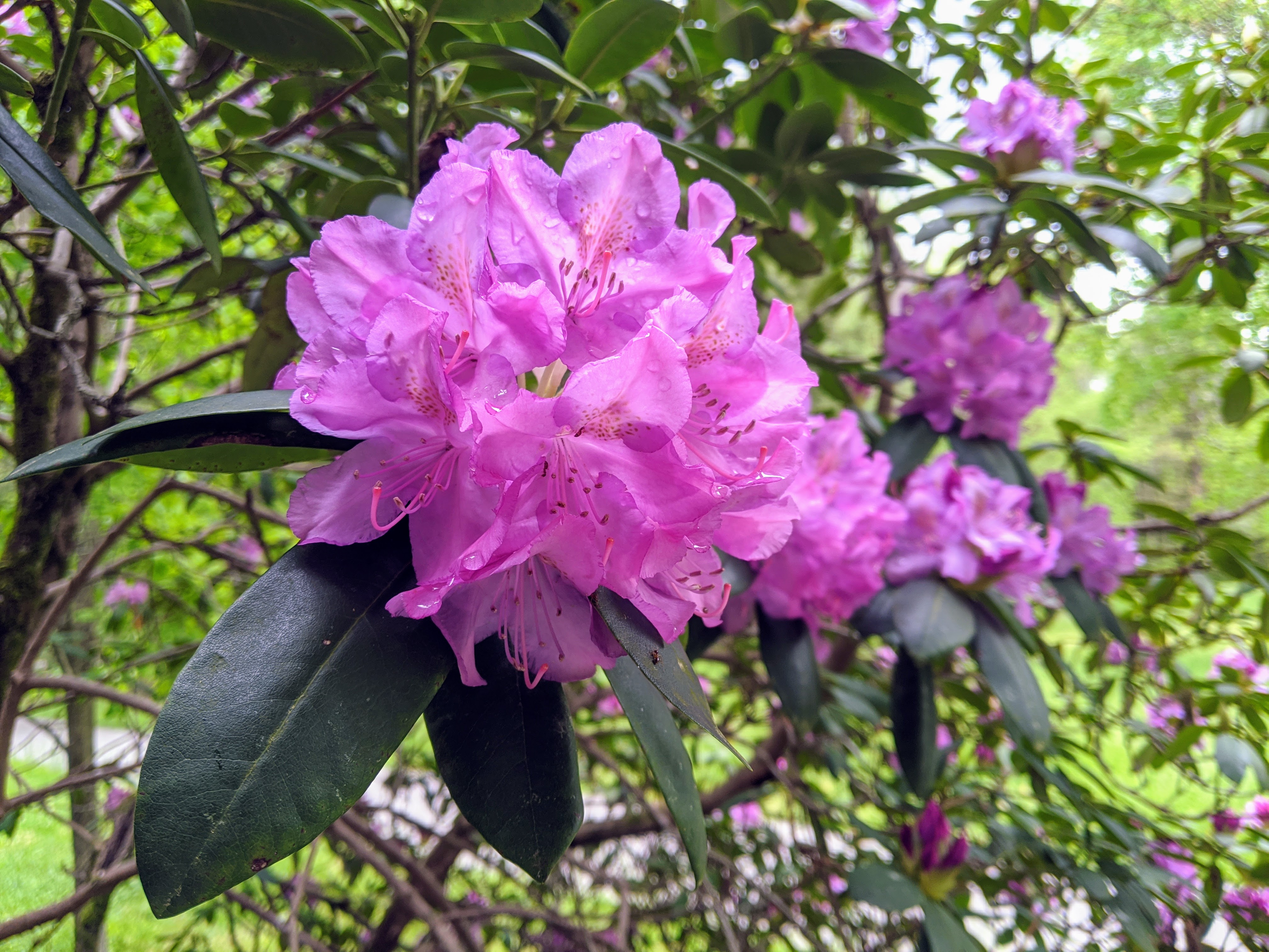 Catawba-rhodo_NPSPhoto.jpg?maxwidth\u003