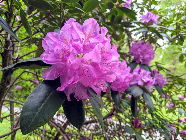 A cluster of pinkish purple flowers on a bush with dark green leaves.