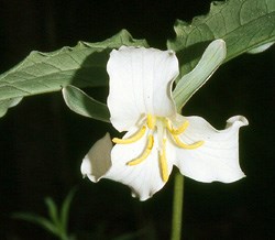 Catesby's Trillium Wildflower