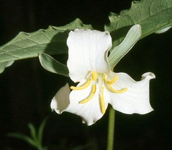 lt= Catesby's Trillium Wildflower