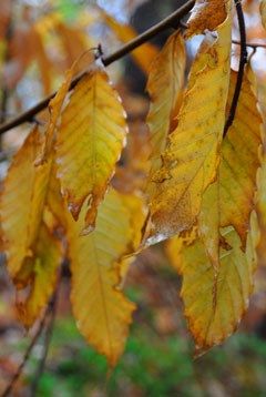 A small chestnut tree in the fall.