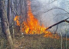 Fire burning in a forest.