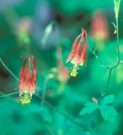 lt= Columbine- Wildflower