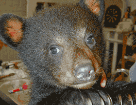 An orphaned bear cub from the Smokies.