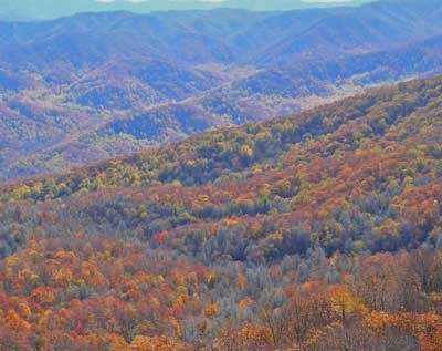 Dead hemlocks are swaths of grey amongst fall color in this view from Cove Mountain.