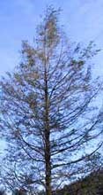 A dying hemlock near Newfound Gap.