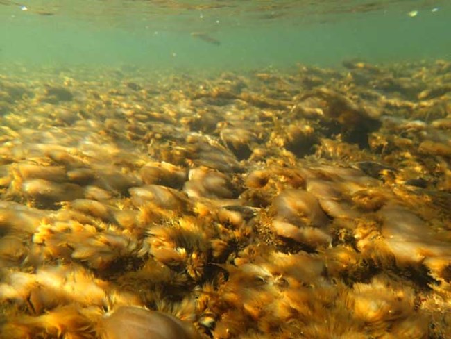 An underwater view of didymo (or "rock snot") covering the bottom of the stream.