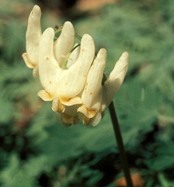 lt= Dutchman Britches Wildflower