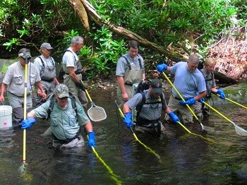 A park fisheries crew and volunteers electrofish in a park stream to sample brook trout populations.