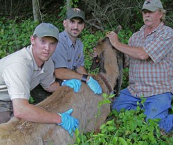 NPS wildlife manager Joe Yarkovich and others monitor elk health.