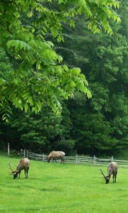 Elk grazing.