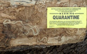 Emerald Ash Borer Infested Log