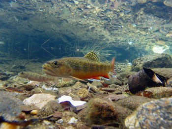 Southern Appalachian Brook Trout Restoration - Great Smoky Mountains  National Park (U.S. National Park Service)