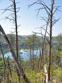 A fire-dependent pine-oak forest in the western part of the park.