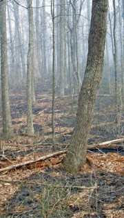Fire perimeter around tree.