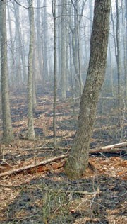 Fire perimeter around tree.