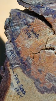 Fire scars in a Shortleaf pine.