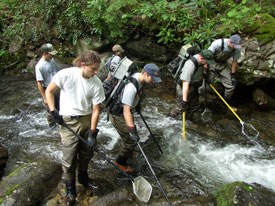 NPS Fisheries Managers work in streams to restore native brook trout. NPS Fisheries Managers work in streams to restore native brook trout.