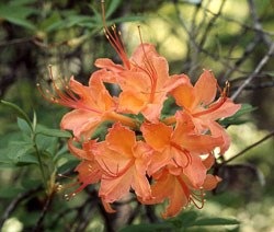 Flame Azalea