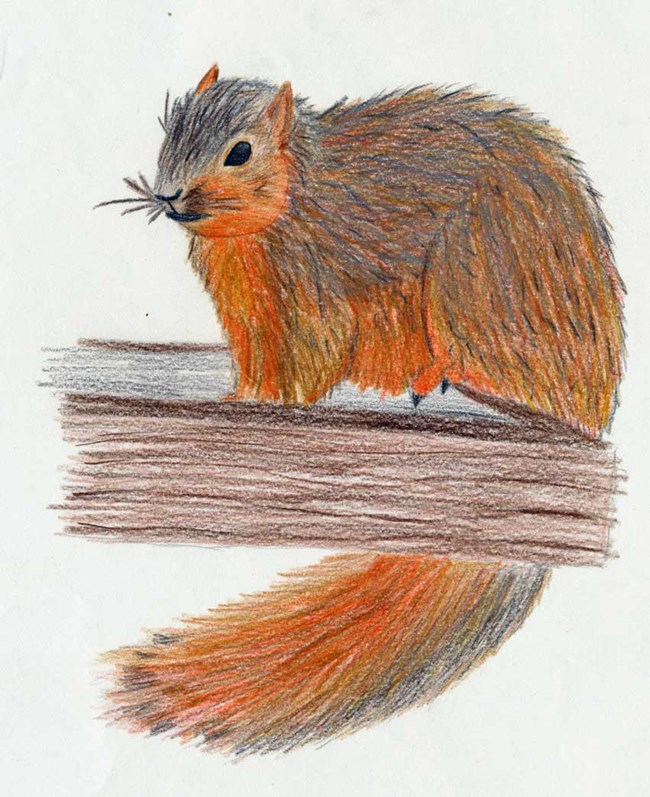 Fox squirrel.