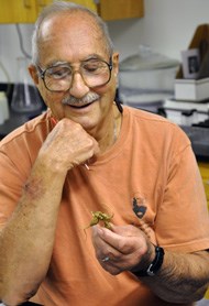 Walter, a park volunteer, helps weigh and age ginseng roots.